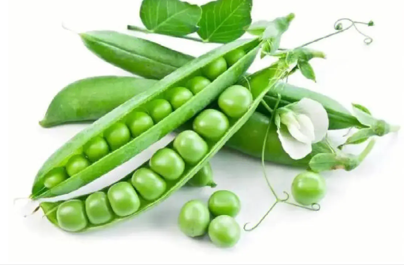 wholesale pea protein powder